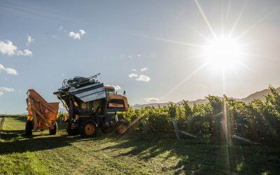 Marlborough’s 2023 Harvest