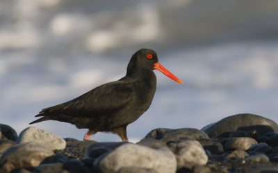 PROTECTING MARLBOROUGH’S BIRDS